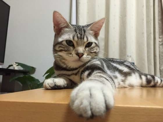 お手てがチャームポイントのアメリカンショートヘア