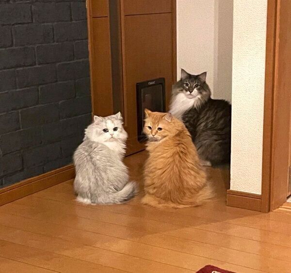 ドアの前に集合する猫たち