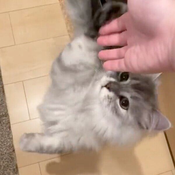 飼い主さんの手にタッチするすぴくん