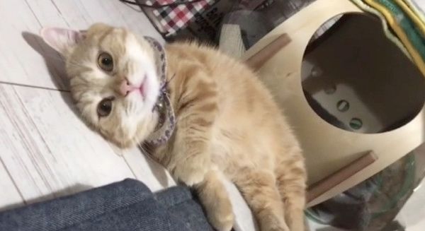 兄猫のしっぽが気になる妹猫