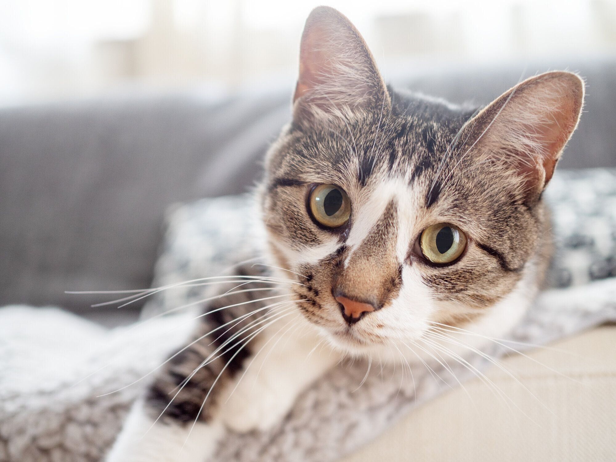 ソファに横たわっている猫