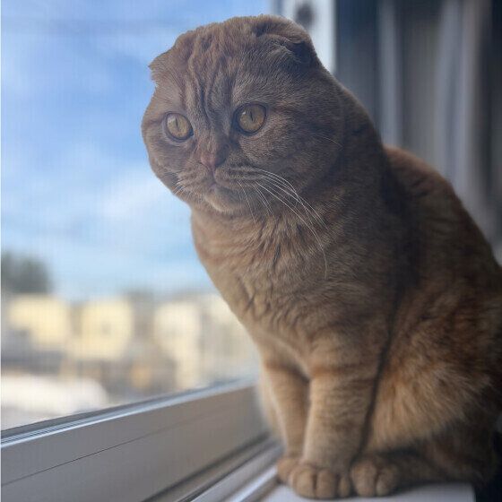 スコティッシュフォールドの天くん