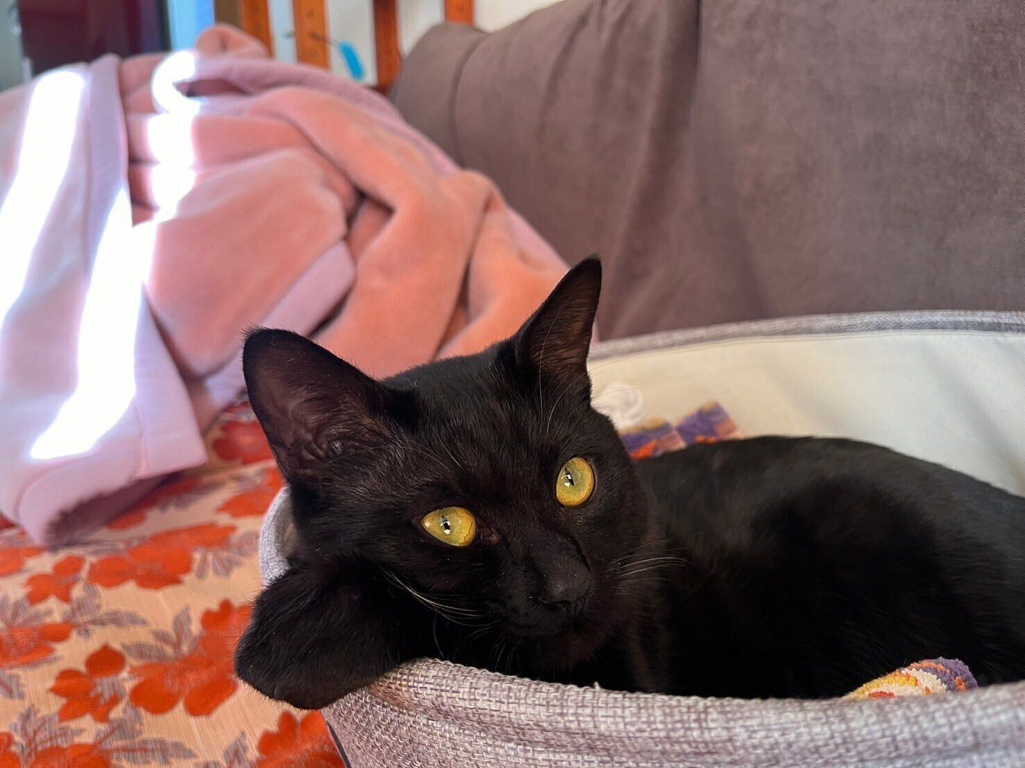 まったりするサラミくん