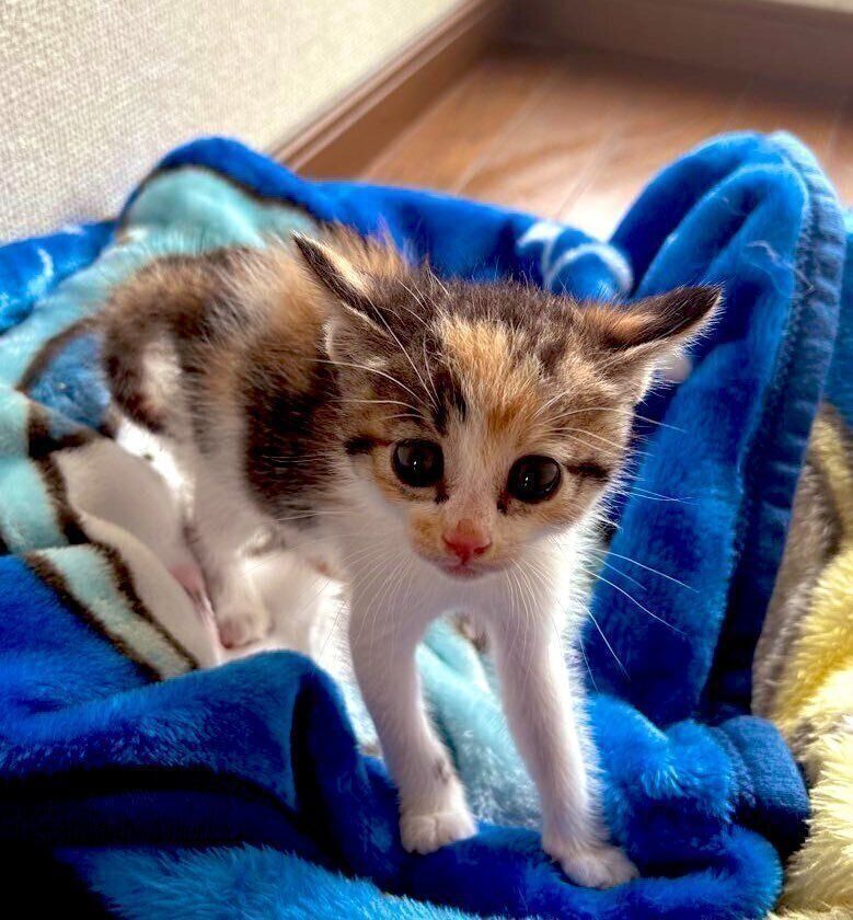 イカ耳のチッチちゃん