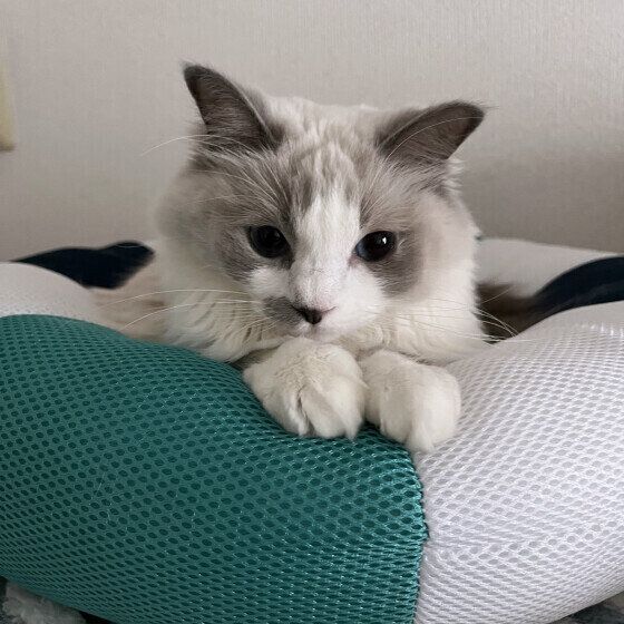 ラグドールのしおちゃん