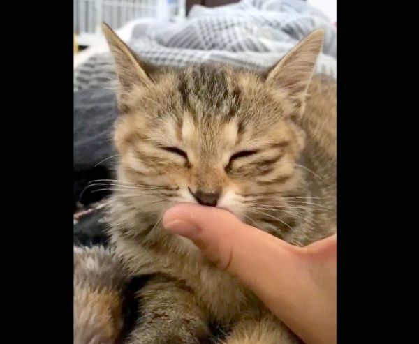 親指をチュパチュパするしじみちゃん