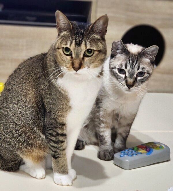 飼い主さんのお子さんが気になるかん夏ちゃん、海空くん