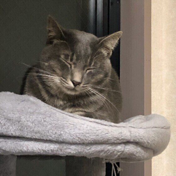 うとうとと眠そうなサバトラ猫