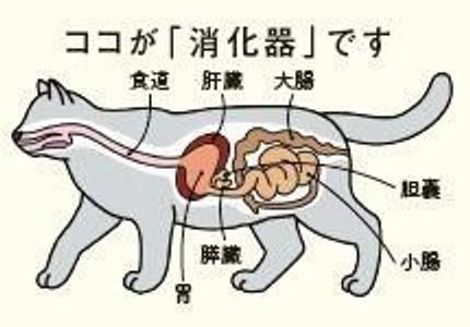 吐く 下痢 が心配 猫の消化器の異常とは ねこのきもちweb Magazine 吐く 下痢 が心配 猫の消化器の異常とは ねこのきもちweb Magazine