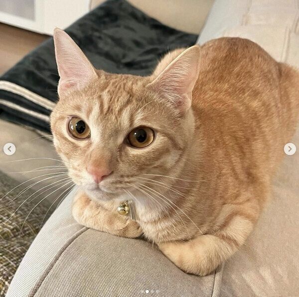 ソファでくつろぐぽっけくん