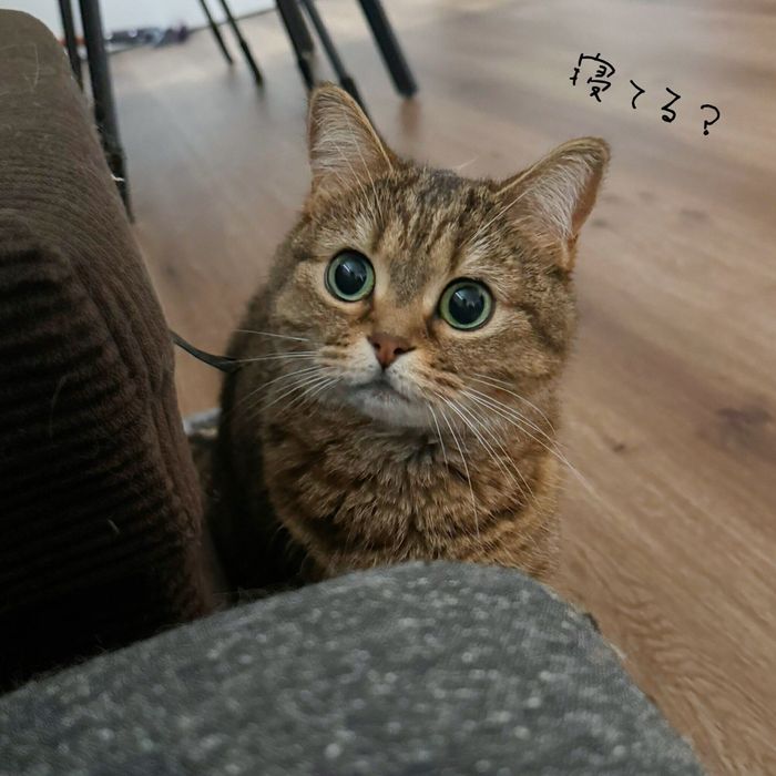 飼い主さんが朝方ソファで横たわっていると、起こしにきてくれたきなこちゃん