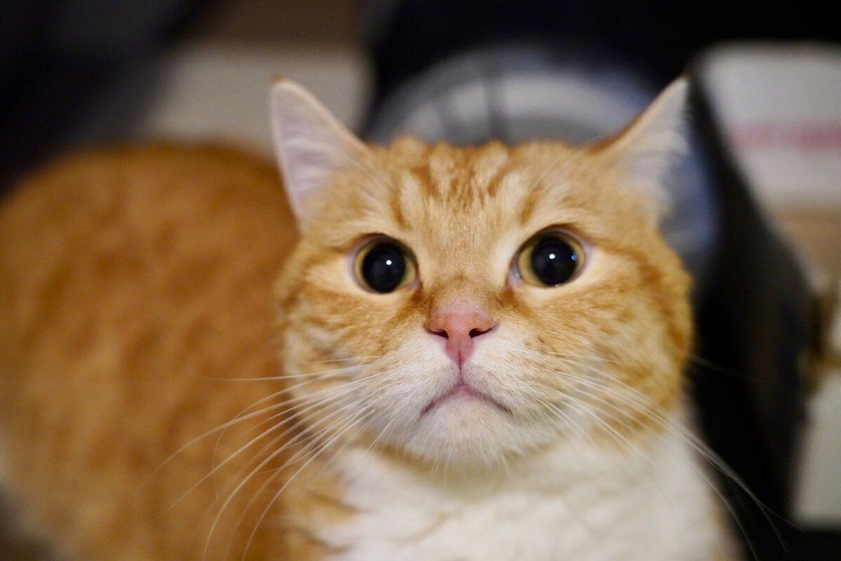 正面を向くにゃんたくん