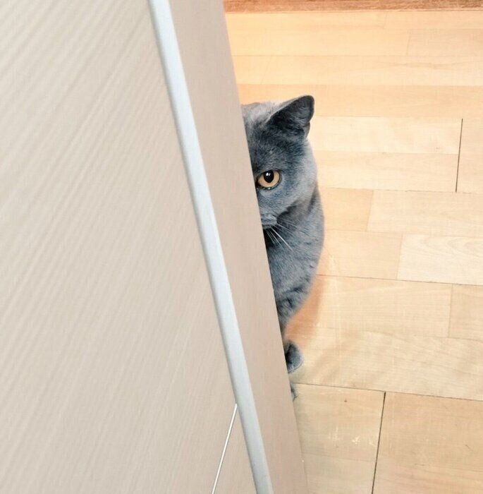 飼い主さんのことを見つめるハラミちゃん