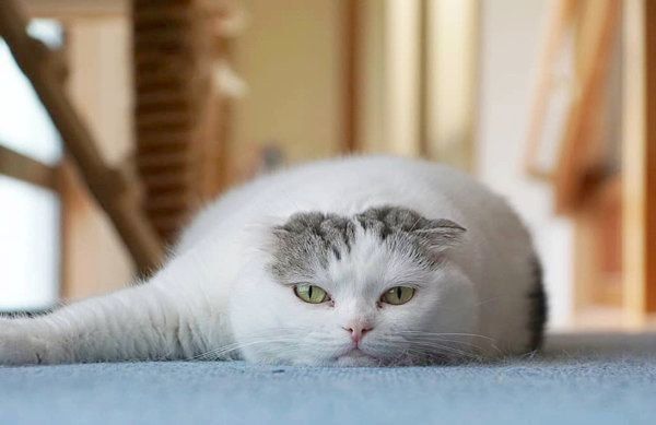 ぐでっとするライくん