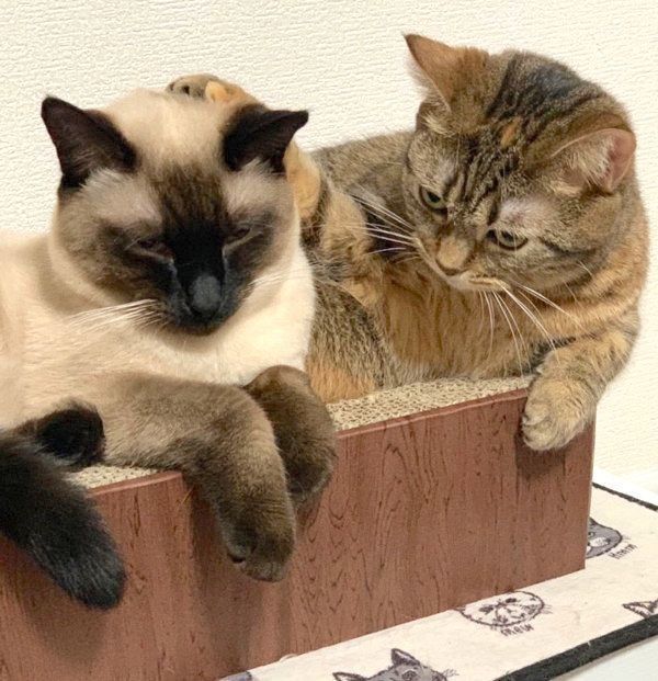 寄り添うつぼ実ちゃんとはなちゃん