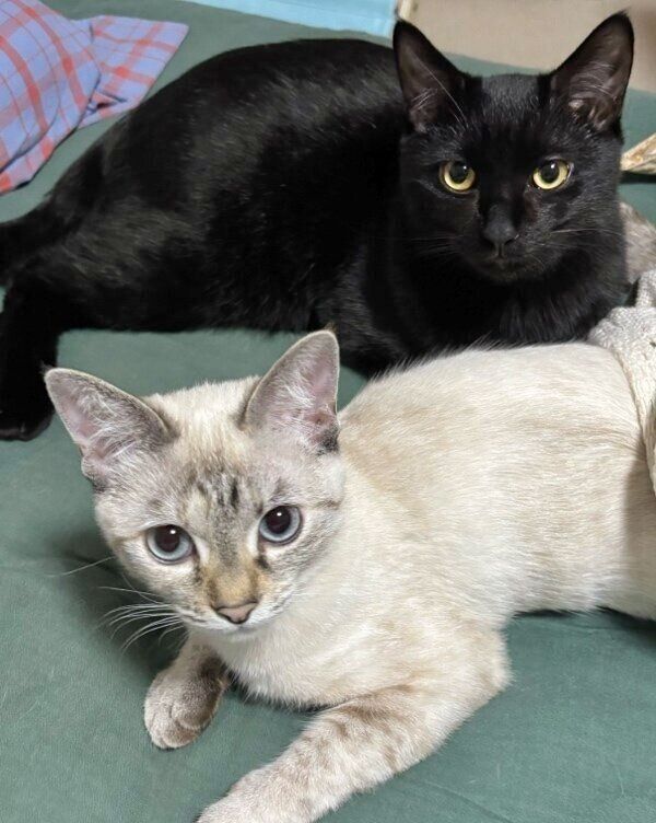 仲良くカメラ目線でポーズを決めるアロハちゃんとマハロくん