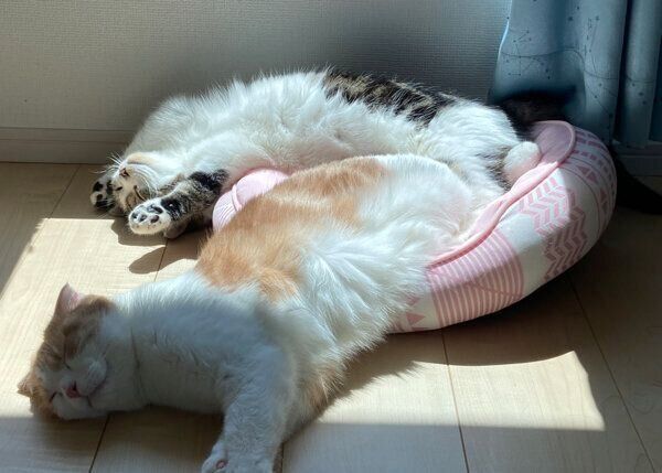 仲良く眠るとろくん、おにくくん