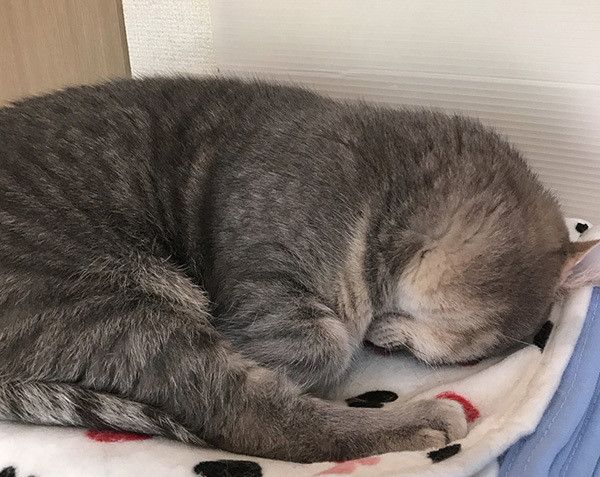 ごめん寝する猫