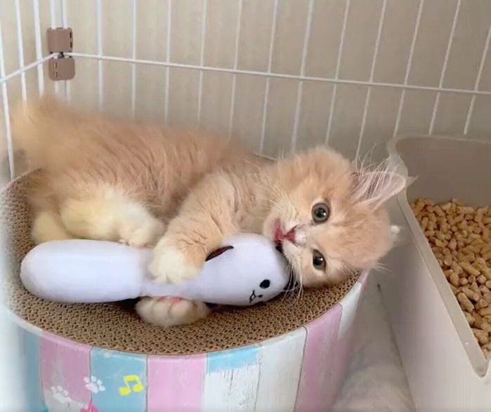 パンダのぬいぐるみで遊ぶレオンくん