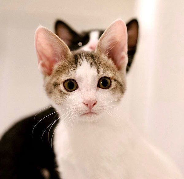 元保護猫・ナナちゃんとハチくん