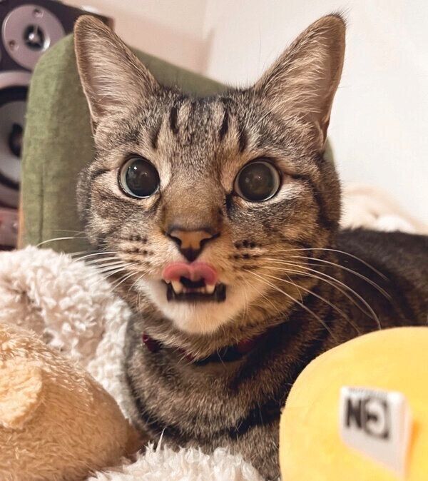 舌をペロッとするベルくん