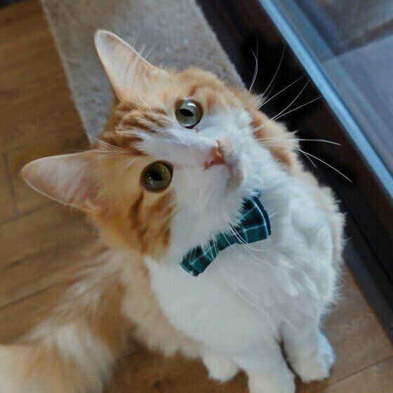 グリーンのチェック柄のリボンを首につけ、床に座って上を仰ぎ見ているマンチカン