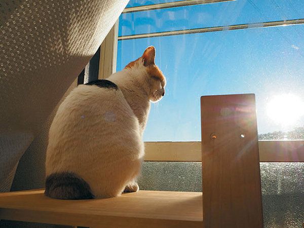 日向ぼっこする猫／「ねこのきもち」2016年11月号