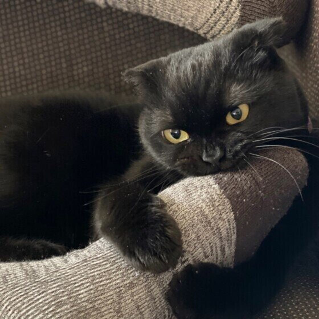 猫が噛んでしまう3つの原因は 噛まれたときの飼い主のng対応も解説 ねこのきもちweb Magazine 猫が噛んでしまう3つの原因は 噛まれたときの飼い主のng対応も解説 ねこのきもちweb Magazine