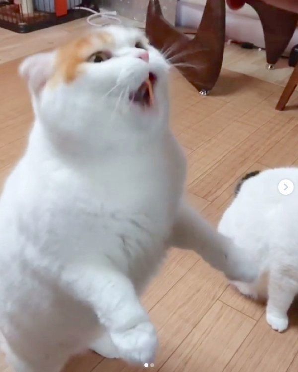 ちゅ〜るを食べるいとさん