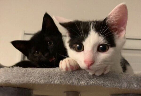 仲良く2ショットのおはぎちゃんとおむすびくん