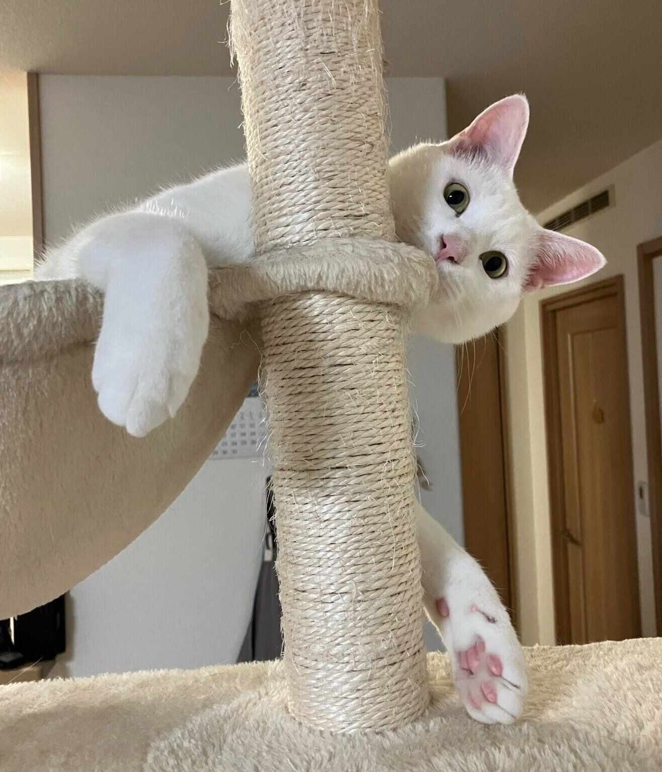 成長したこめくん