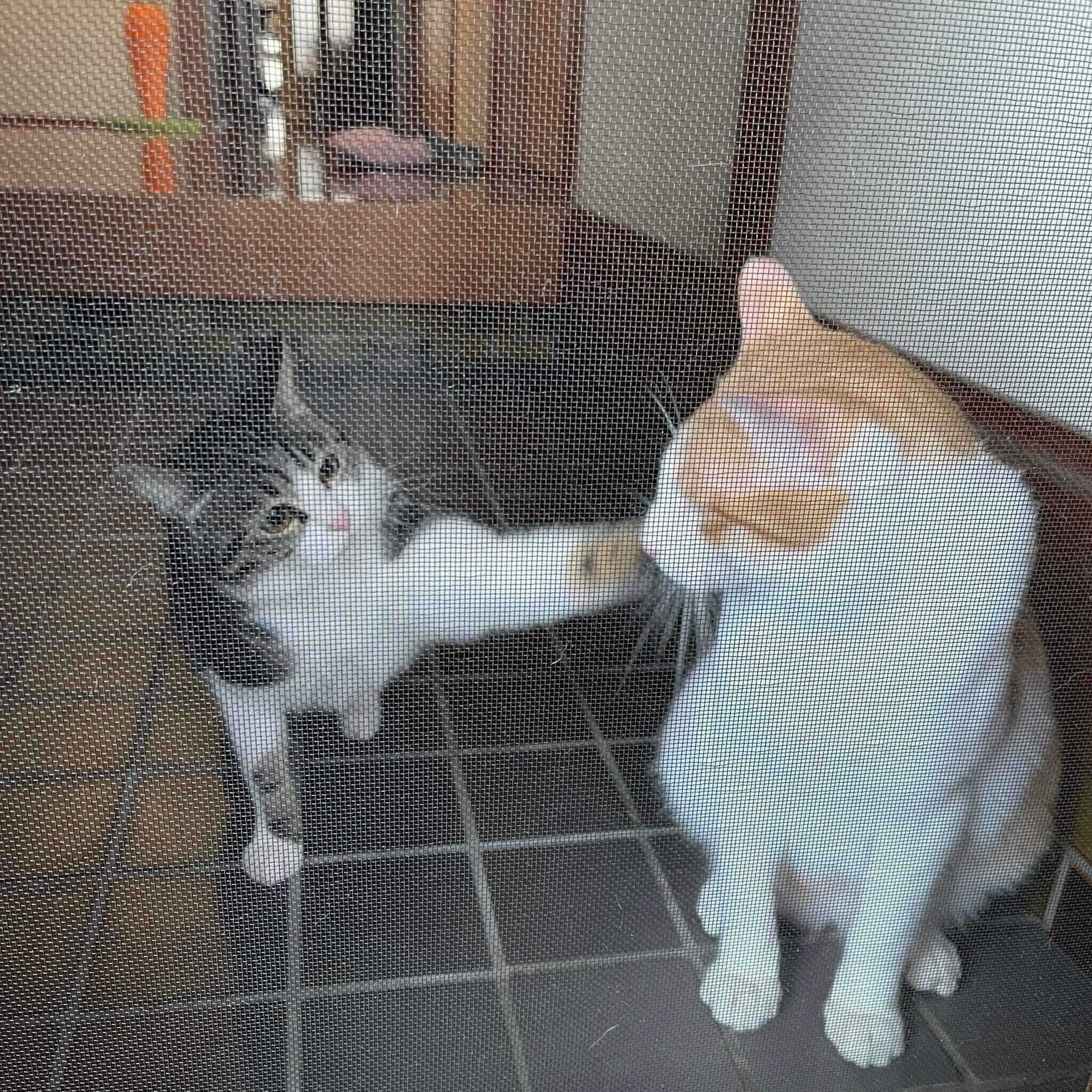 おーちゃんに猫パンチするはなちゃん