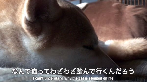 踏んづけられたワンコ