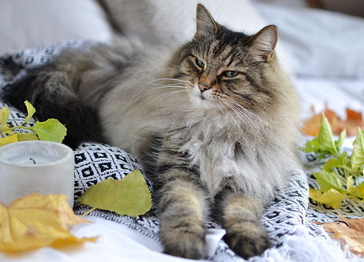 獣医師監修 猫が ふみふみ もみもみ する理由ってなに ねこのきもちweb Magazine 獣医師監修 猫が ふみふみ もみもみ する理由ってなに ねこのきもちweb Magazine