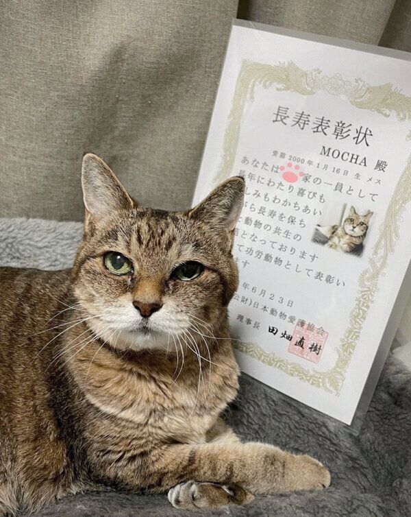 ☆猫好き わかちん様 専用ページです☆ （夜中に目が覚めた