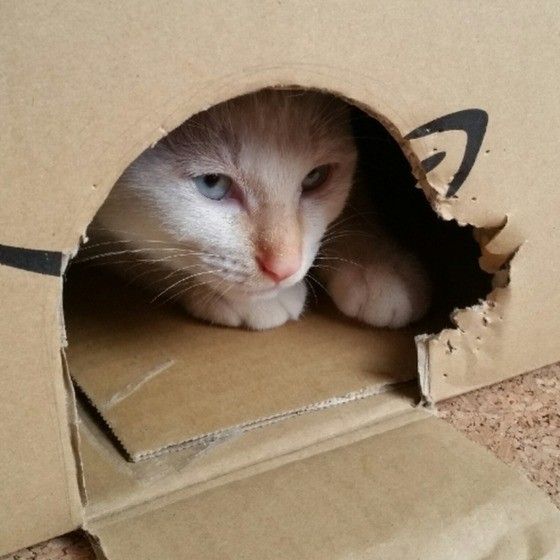 ぼくのハウスニャ！