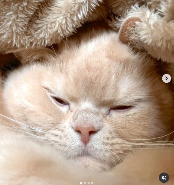 寝起きの茶々丸くん