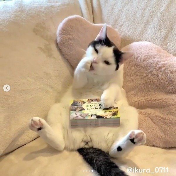 「まいにちにゃんこ2020」