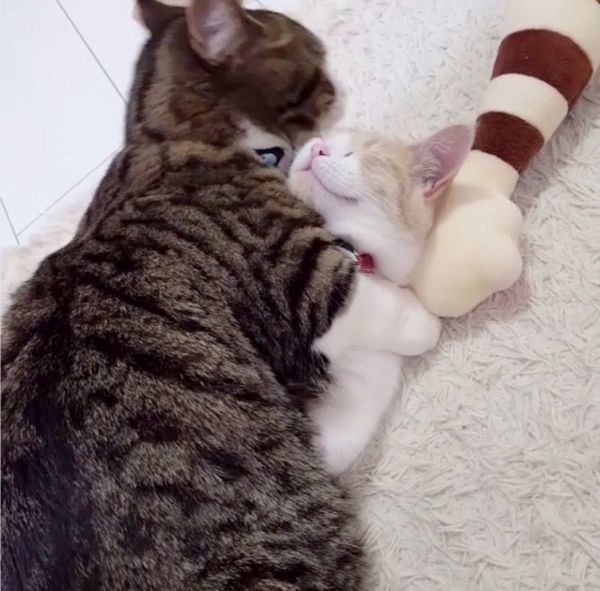 仲良しなマンチカン