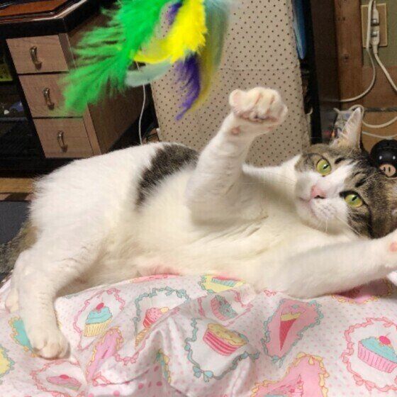 おもちゃで遊ぶMix猫