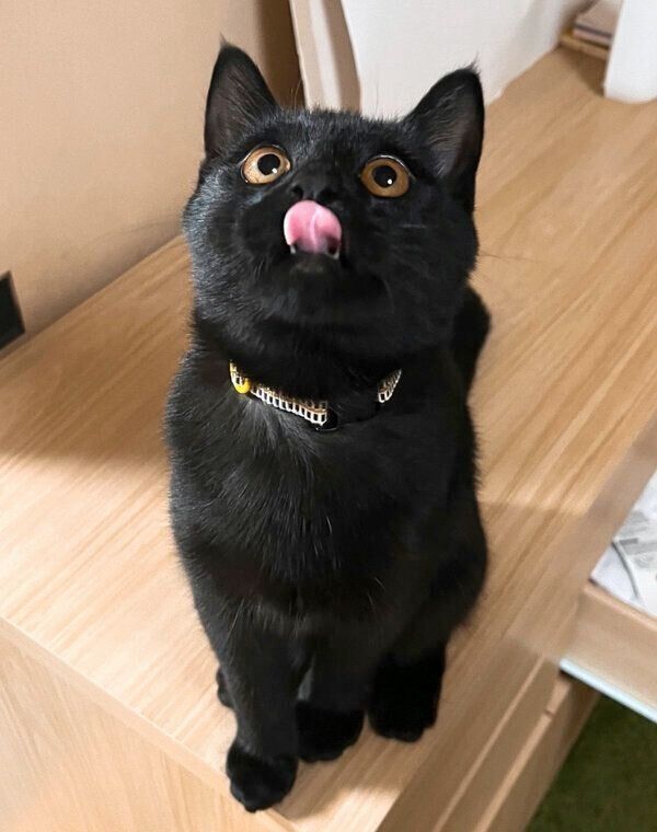 舌をペロッとするうにくん