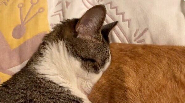 マナくんのおしりに顔をくっつけることちゃん