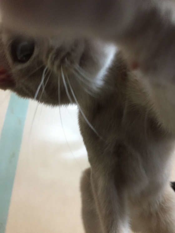 じゃれるアビシニアン