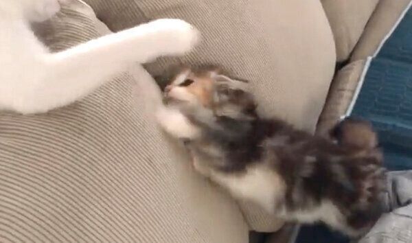 じゃれ合うひまりちゃんと先住猫・つくねくん