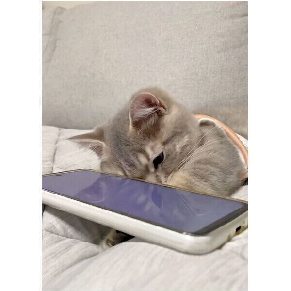 スマホの画面に映る“獲物”に興味津々なししゃもくん