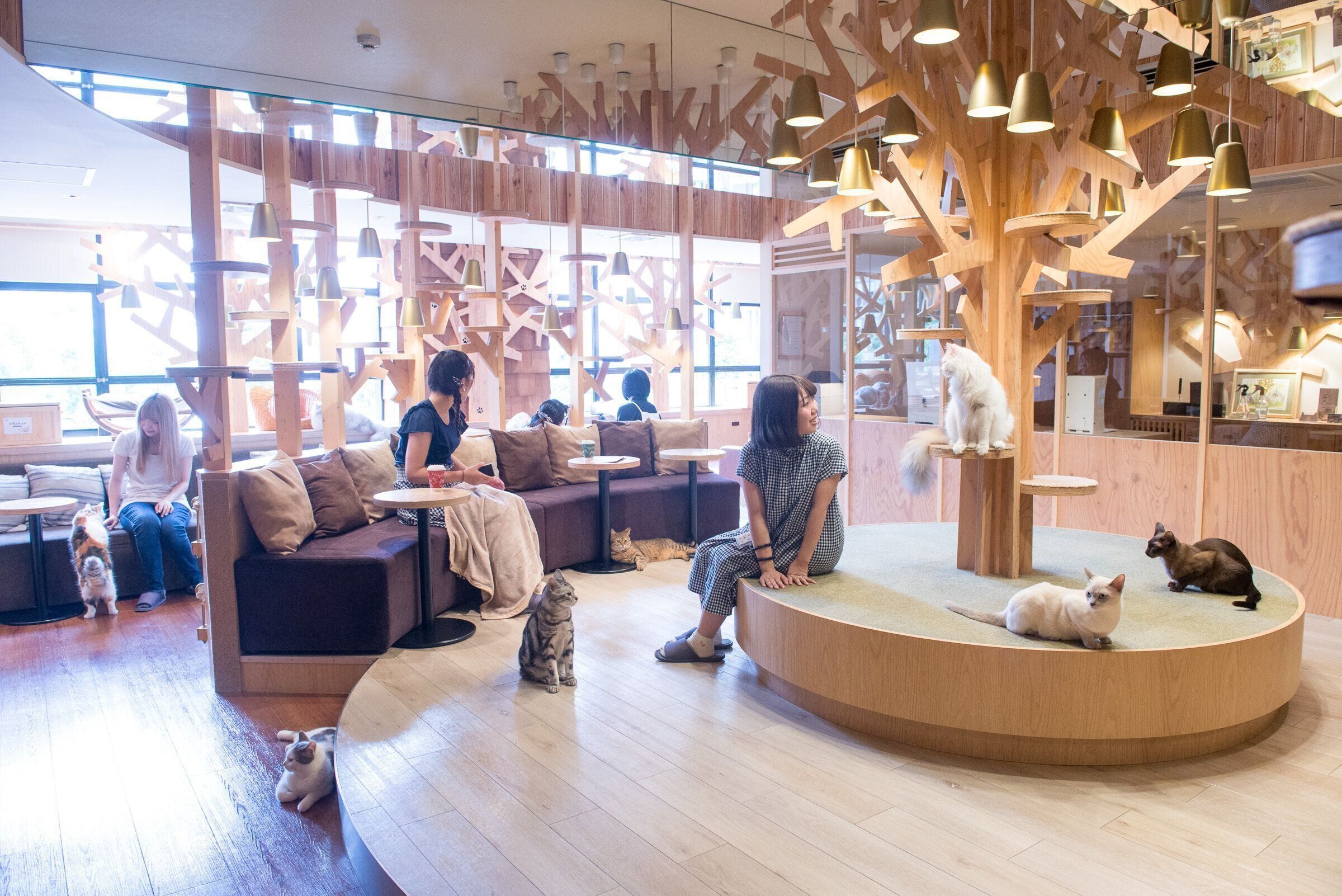 広々とした造りに大きなキャットツリー