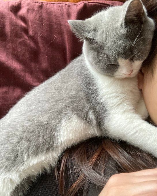 飼い主と昼寝をするブリティッシュショートヘア