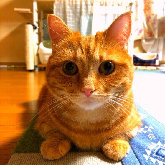 スフィンクス座りをする茶々丸