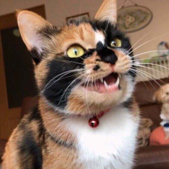 スズメに鳴くみけこちゃん