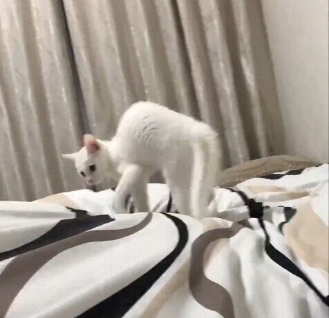 向きを変え、再び“やんのかポーズ”になるカニエちゃん